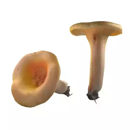 Mushroom 13 