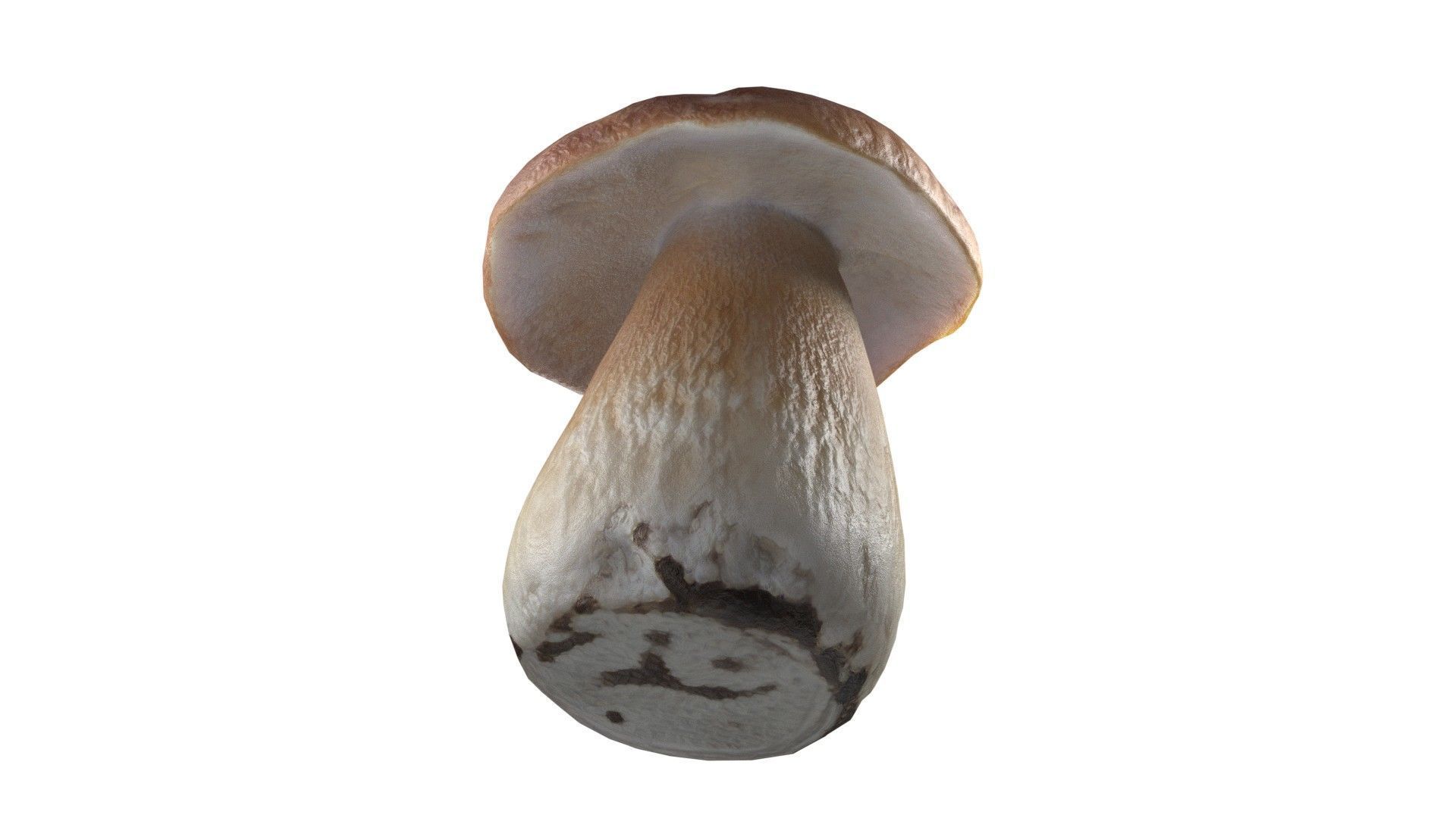 Mushroom 14 Low-poly 3D model_5
