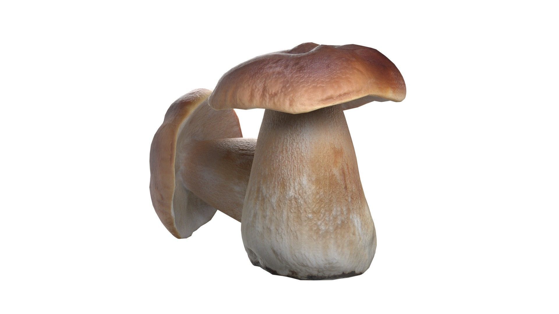 Mushroom 14 Low-poly 3D model_3