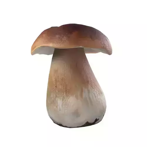 Mushroom 14