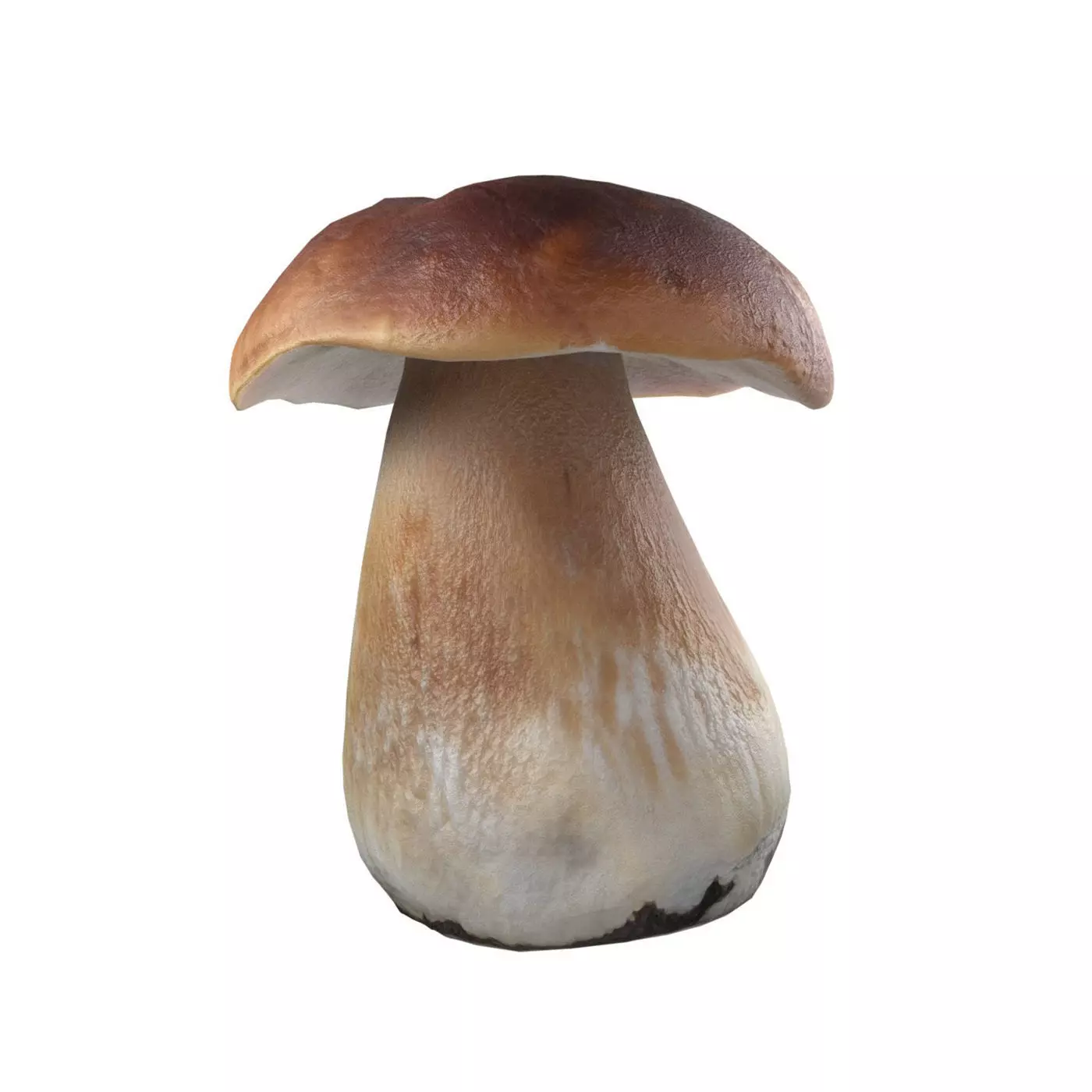 Mushroom 14 Low-poly 3D model_0
