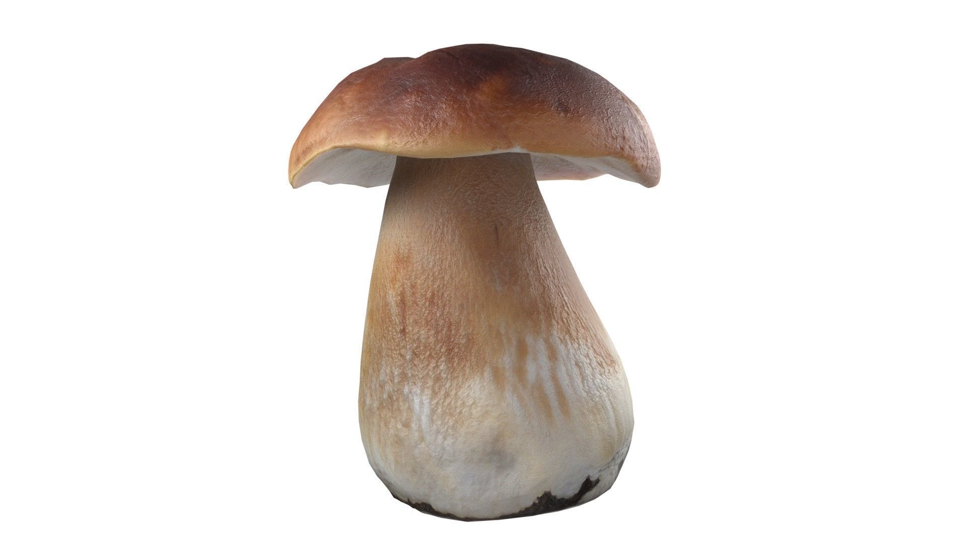 Mushroom 14 Low-poly 3D model_4