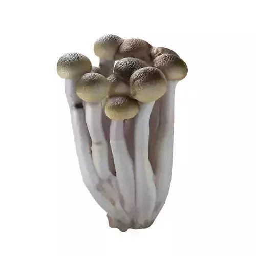 Mushroom 16