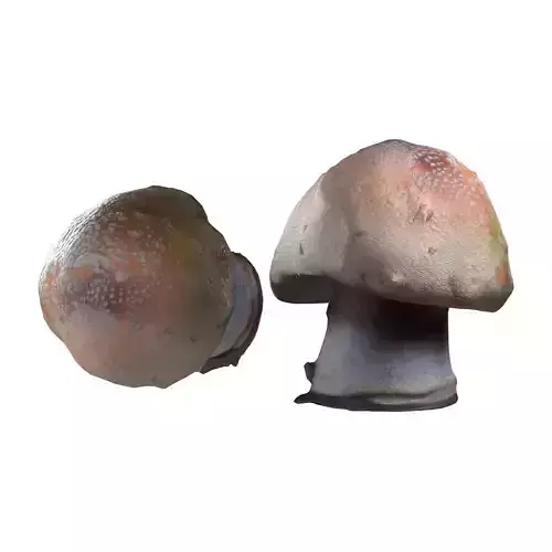 Mushroom 18