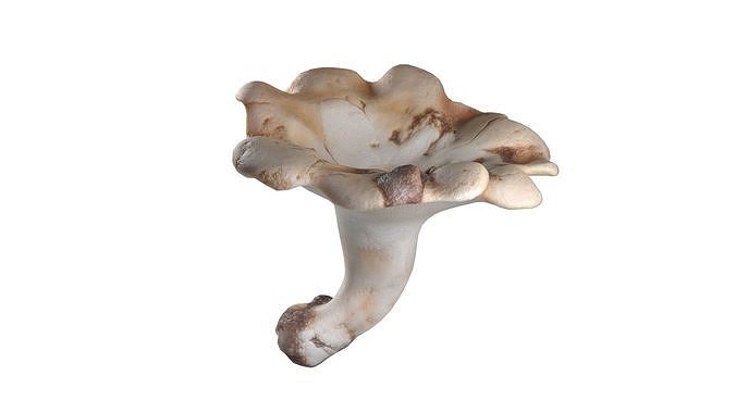 Mushrooms Collection   Low-poly 3D model 4