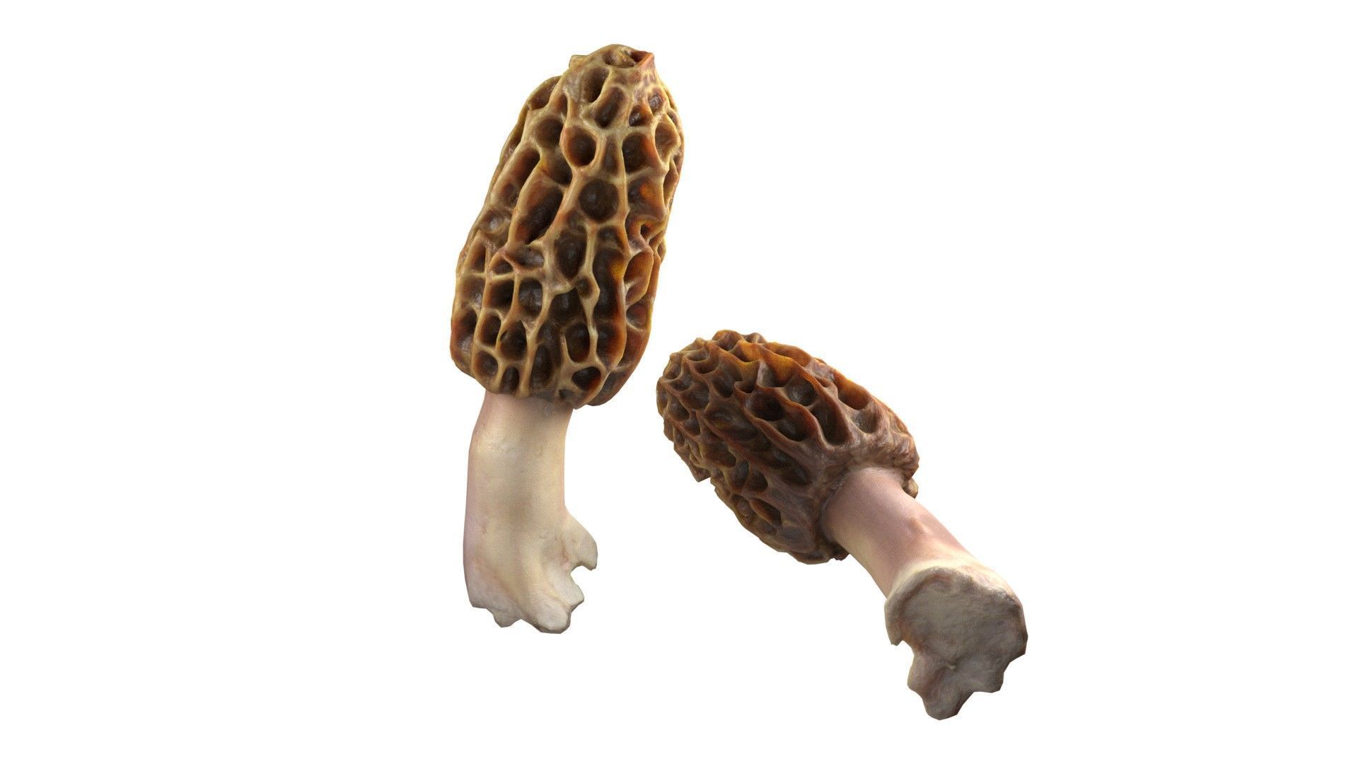 Mushrooms Collection   Low-poly 3D model_14