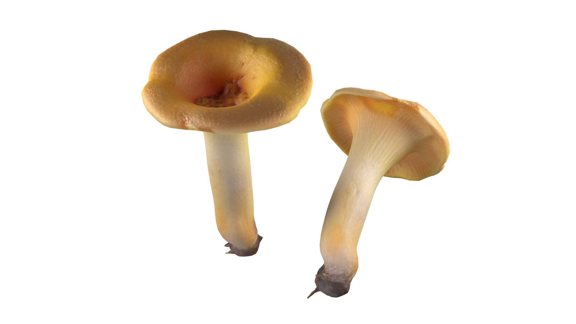 Mushrooms Collection   Low-poly 3D model_11