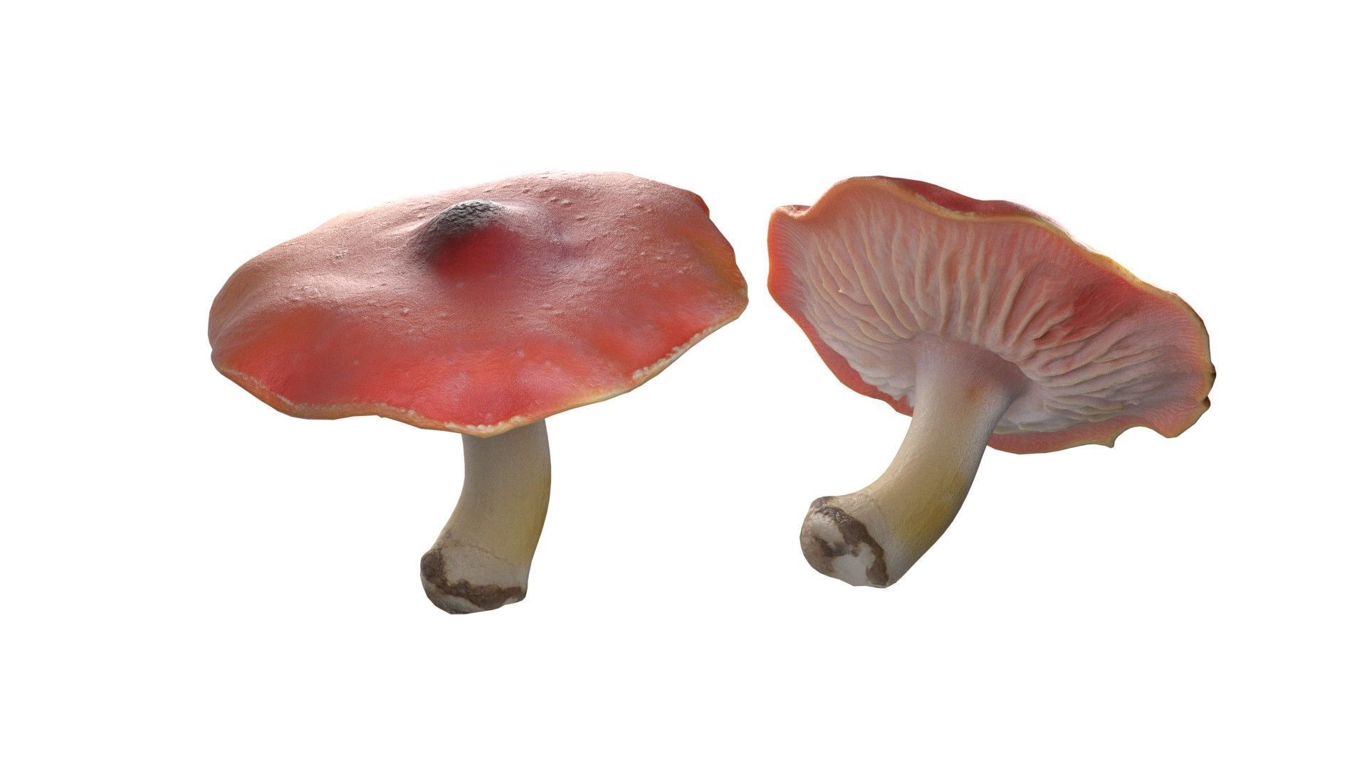 Mushrooms Collection   Low-poly 3D model_17