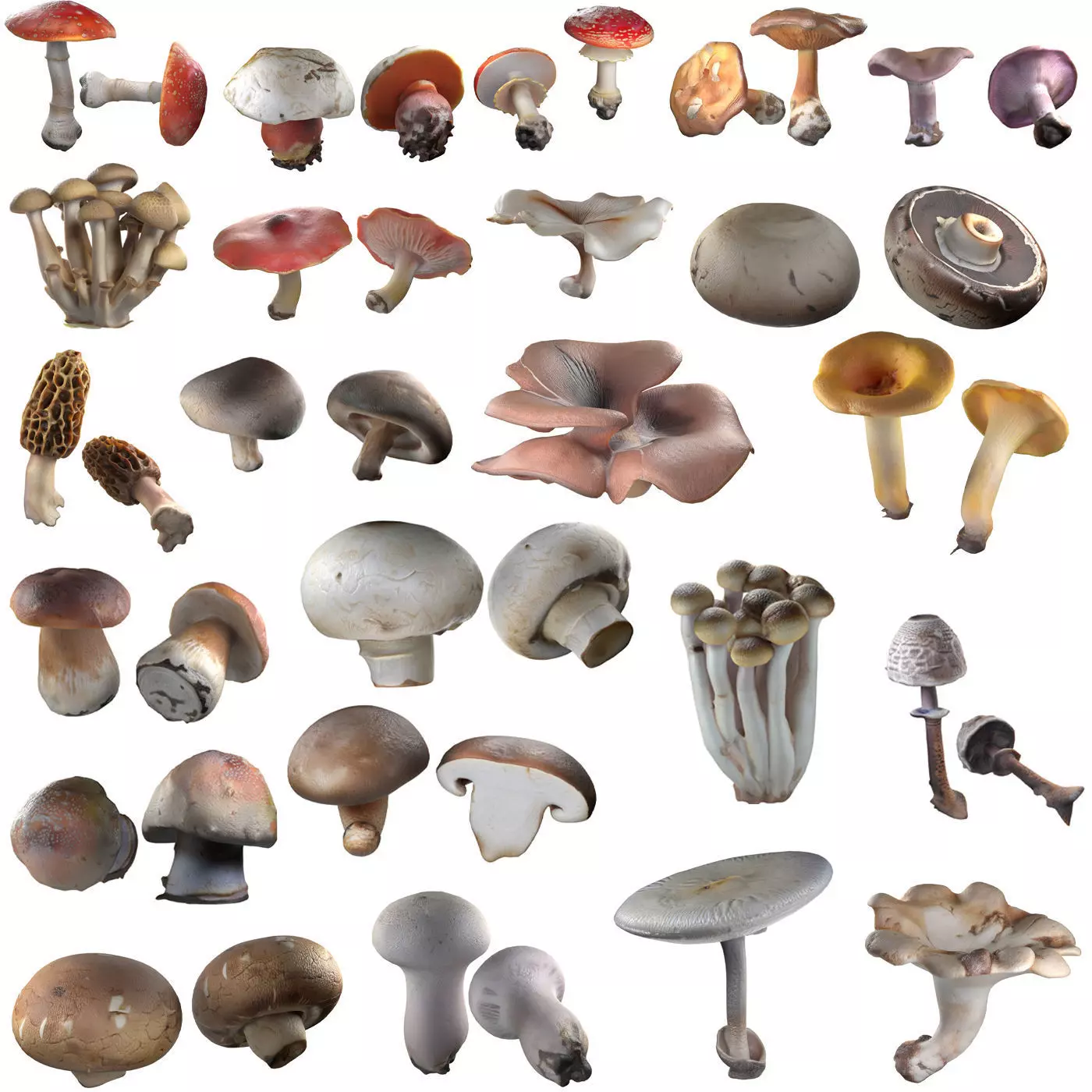 Mushrooms Collection   Low-poly 3D model_0