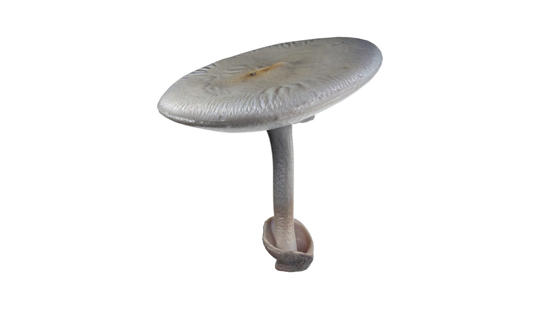 Mushrooms Collection   Low-poly 3D model_1