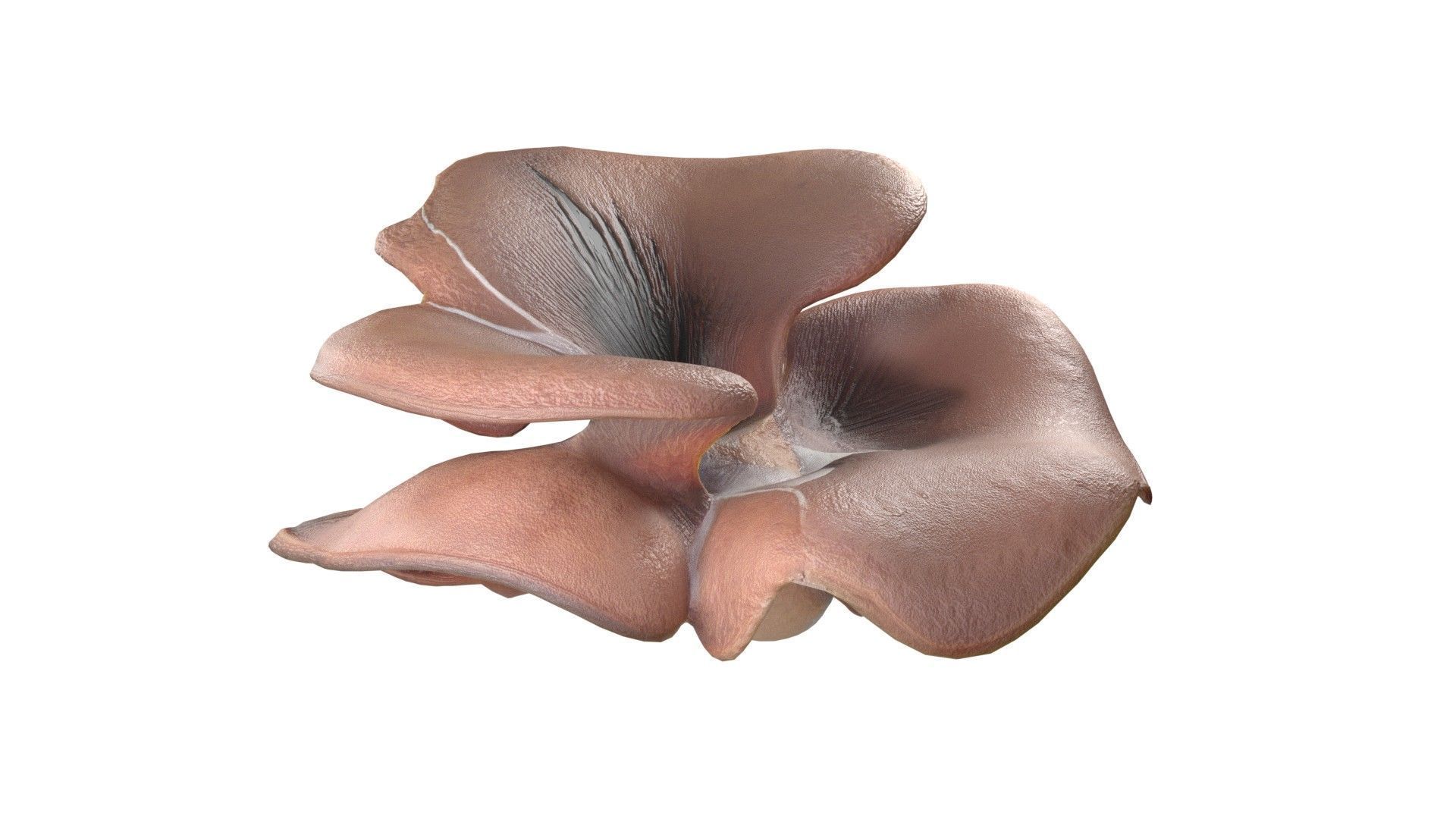 Mushrooms Collection   Low-poly 3D model_12