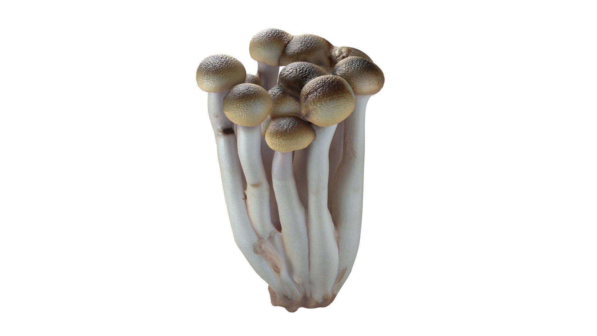 Mushrooms Collection   Low-poly 3D model_8