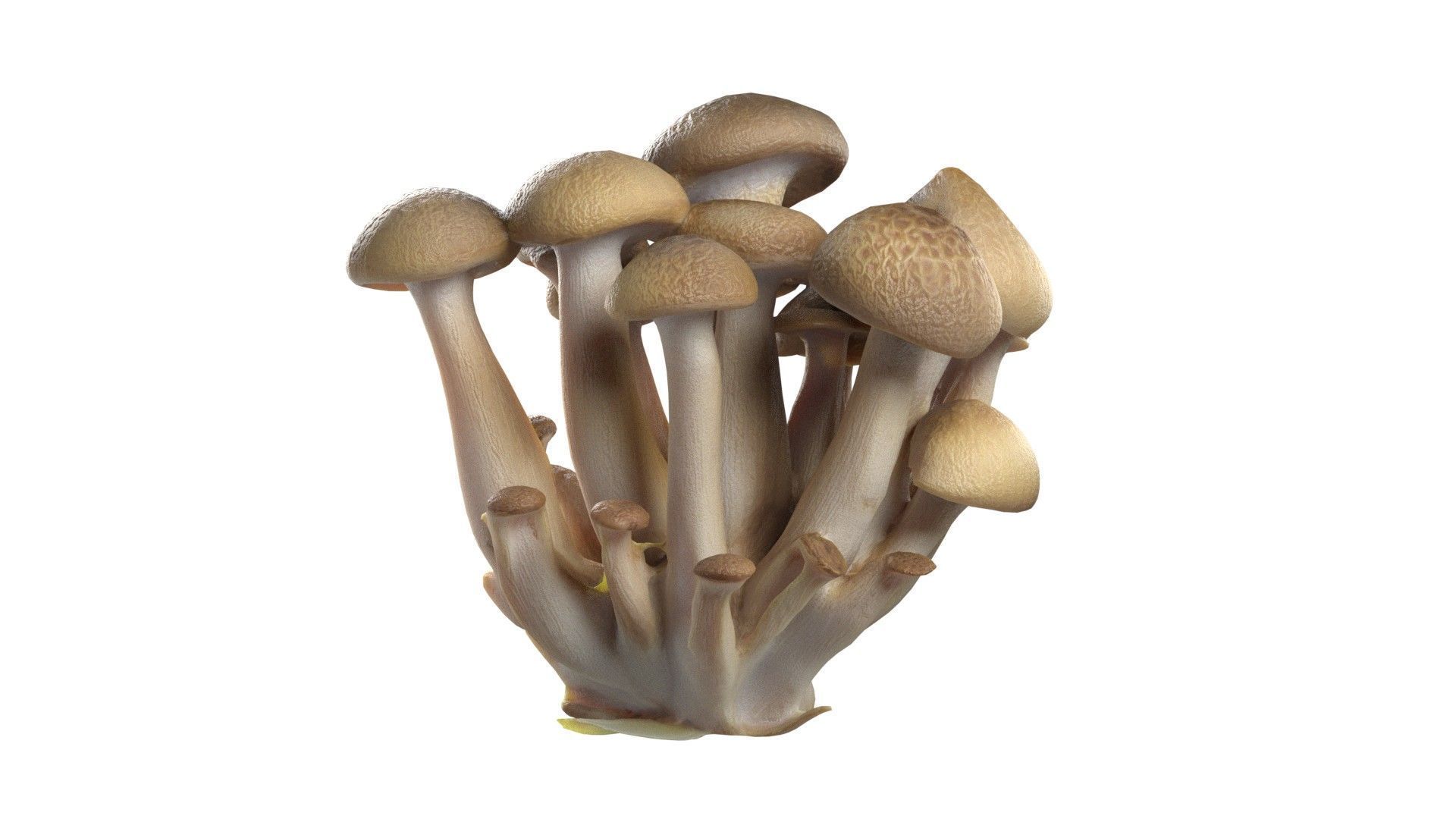 Mushrooms Collection   Low-poly 3D model_18