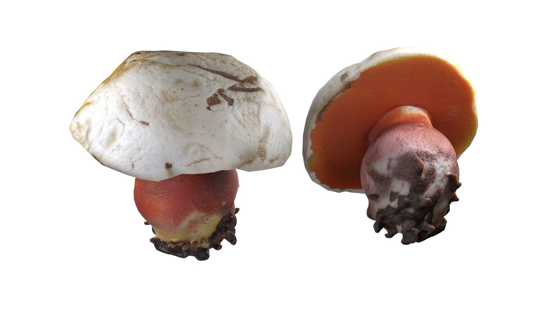 Mushrooms Collection   Low-poly 3D model_22