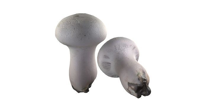Mushrooms Collection   Low-poly 3D model 3