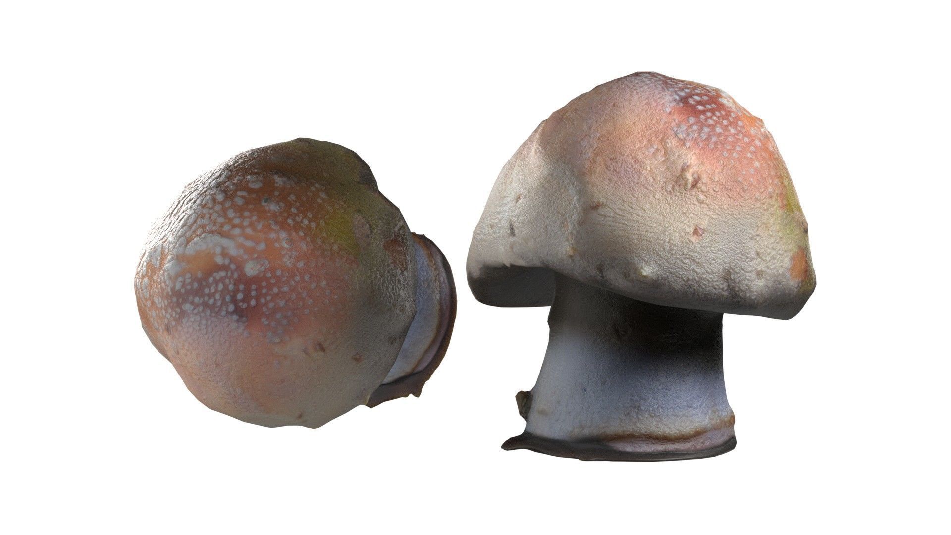 Mushrooms Collection   Low-poly 3D model_6