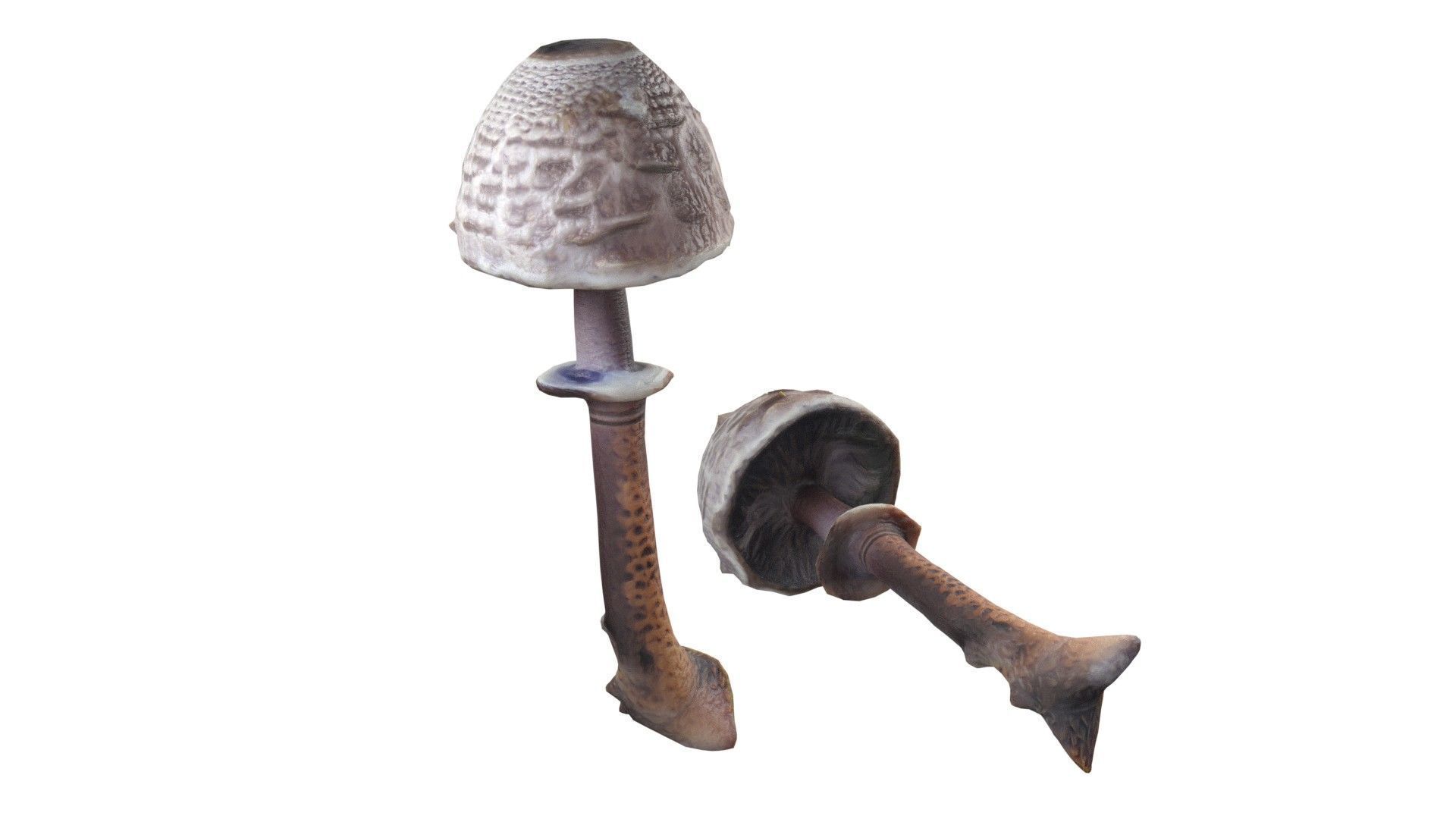 Mushrooms Collection   Low-poly 3D model_7