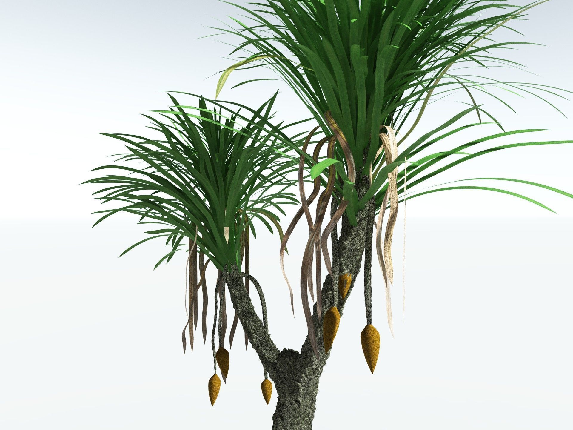 EVERYPlant Sigillaria Densifolia 3D model_7