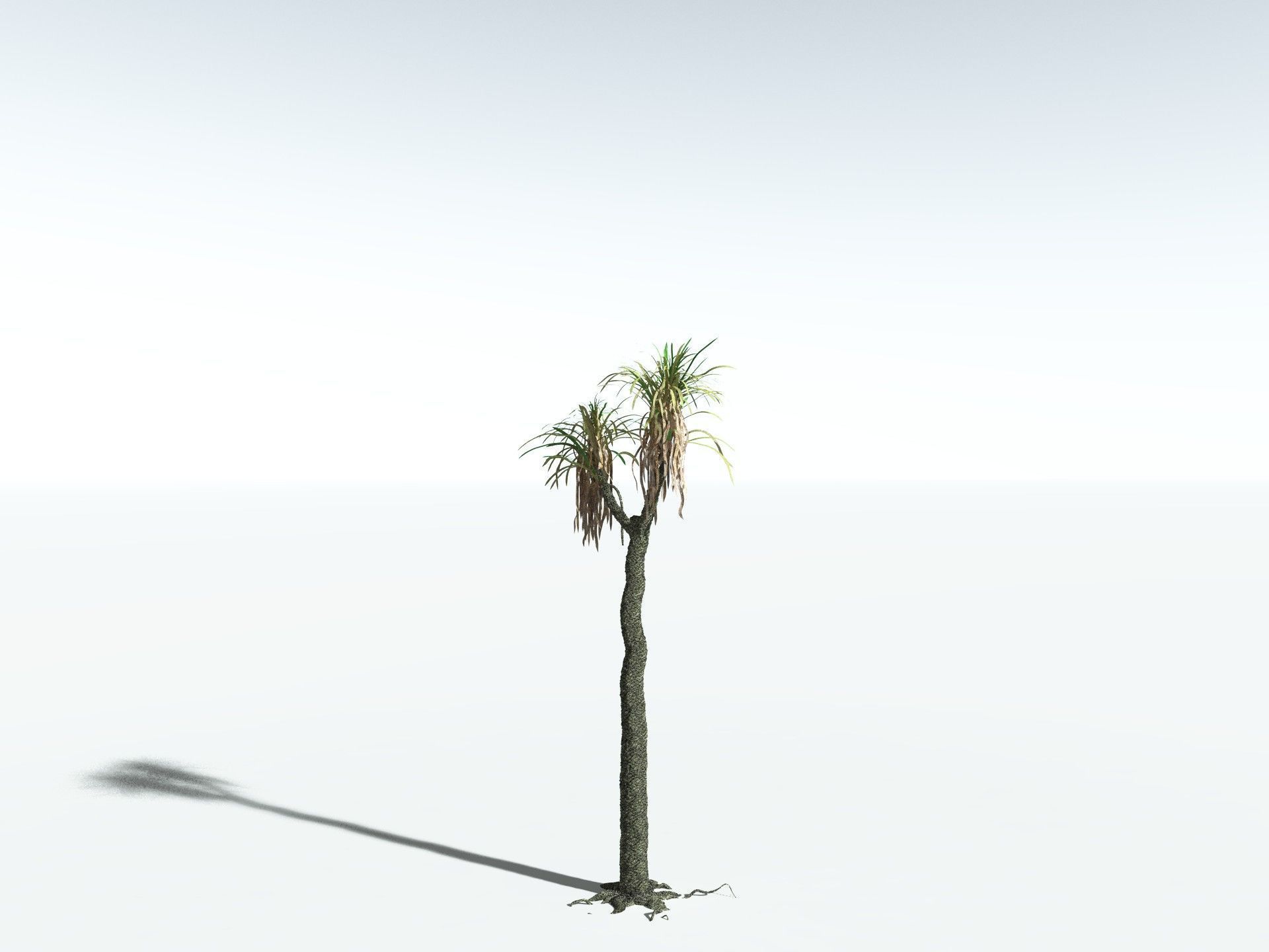 EVERYPlant Sigillaria Densifolia 3D model_16