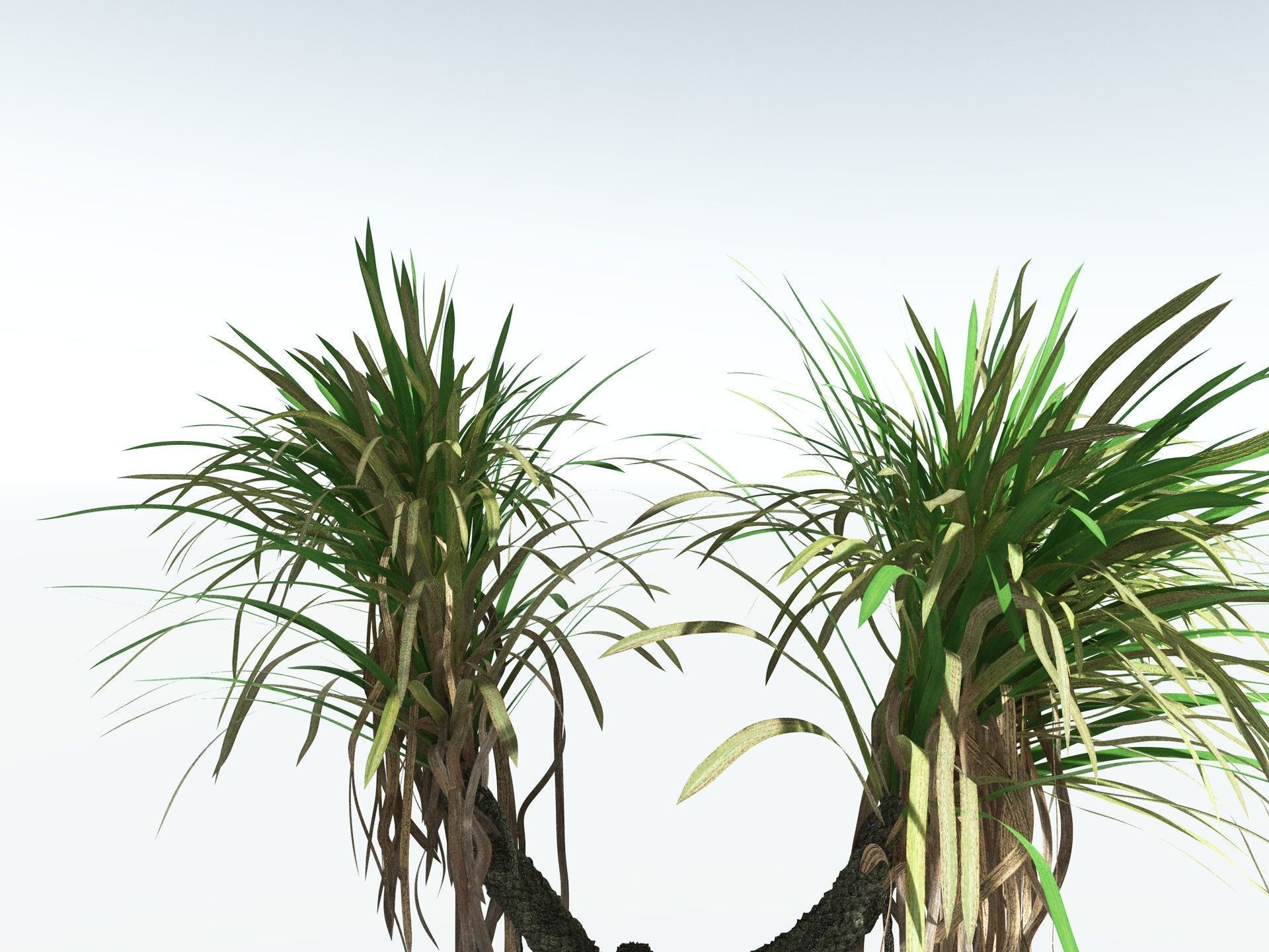 EVERYPlant Sigillaria Densifolia 3D model_15