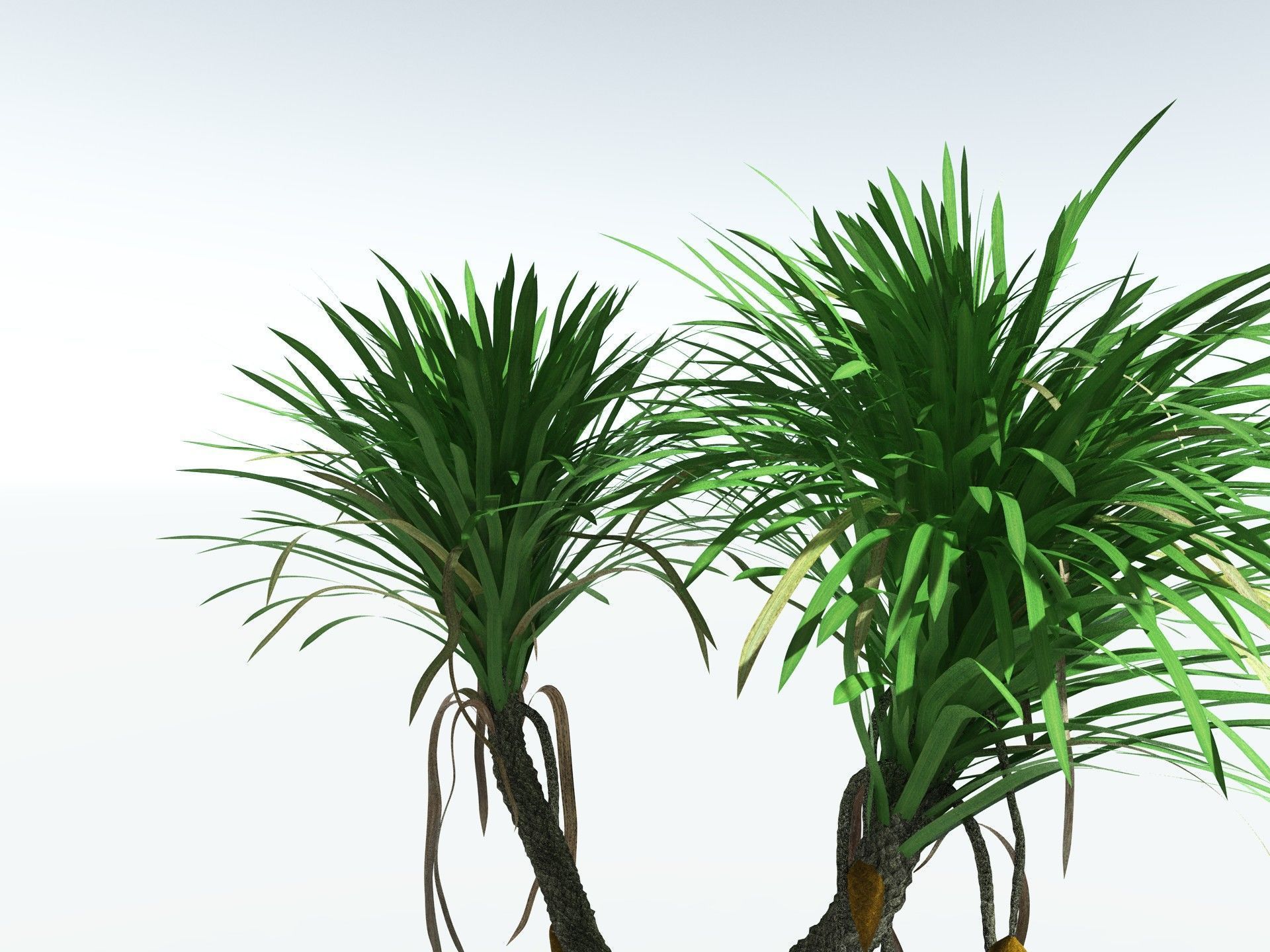 EVERYPlant Sigillaria Densifolia 3D model_9
