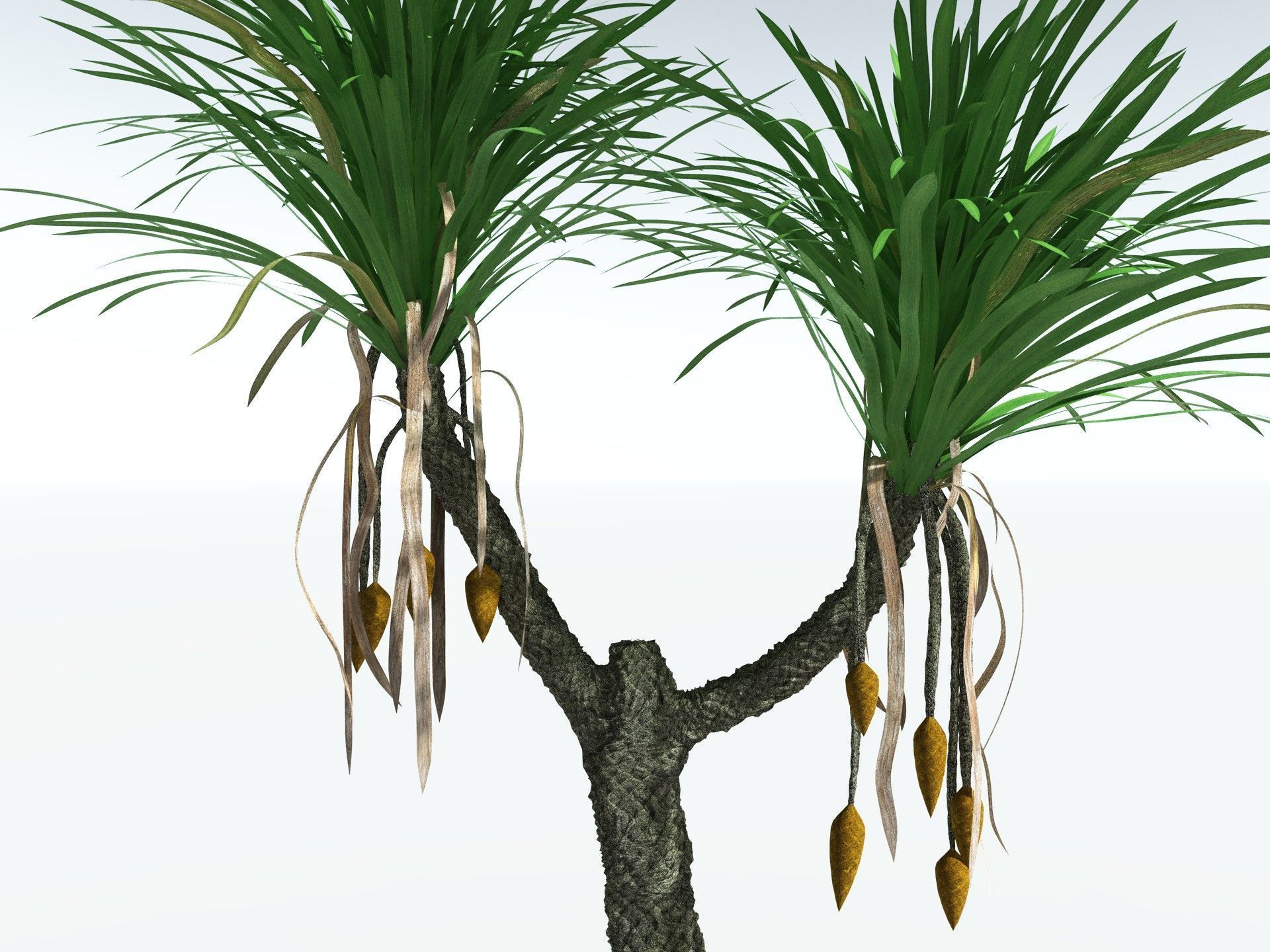 EVERYPlant Sigillaria Densifolia 3D model_1