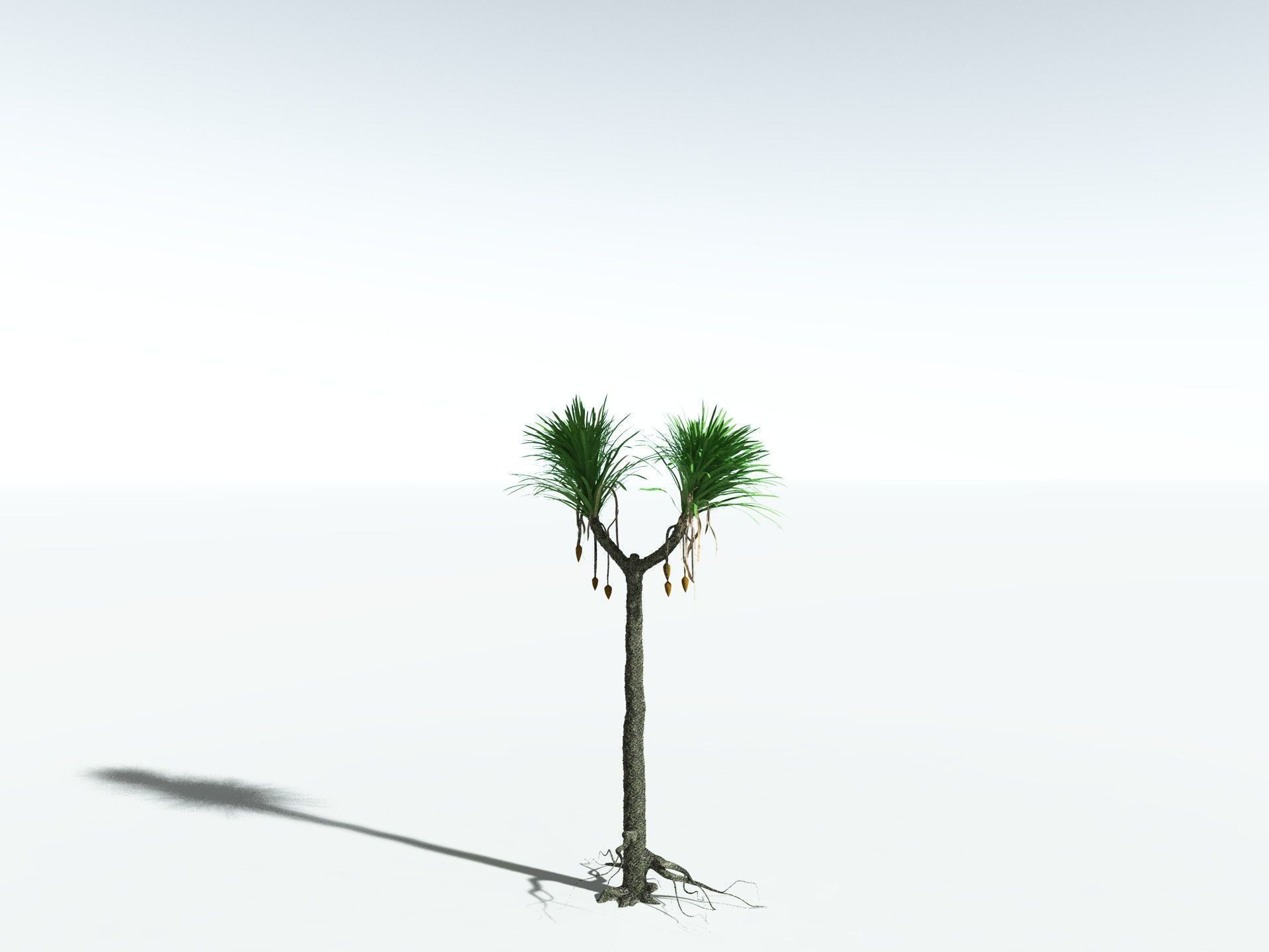 EVERYPlant Sigillaria Densifolia 3D model_4