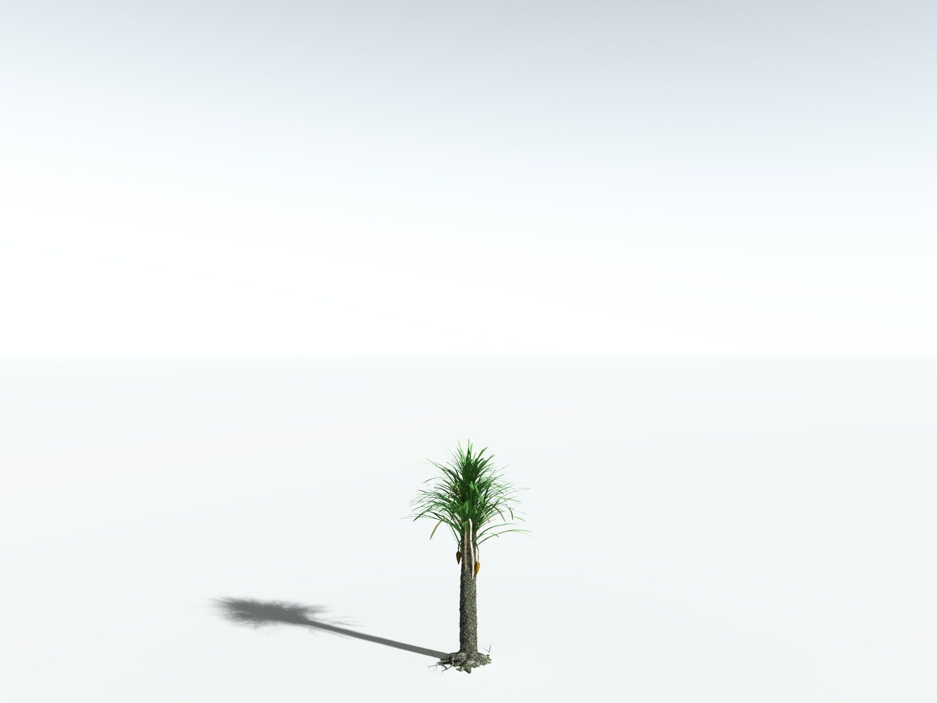 EVERYPlant Sigillaria Densifolia 3D model_22