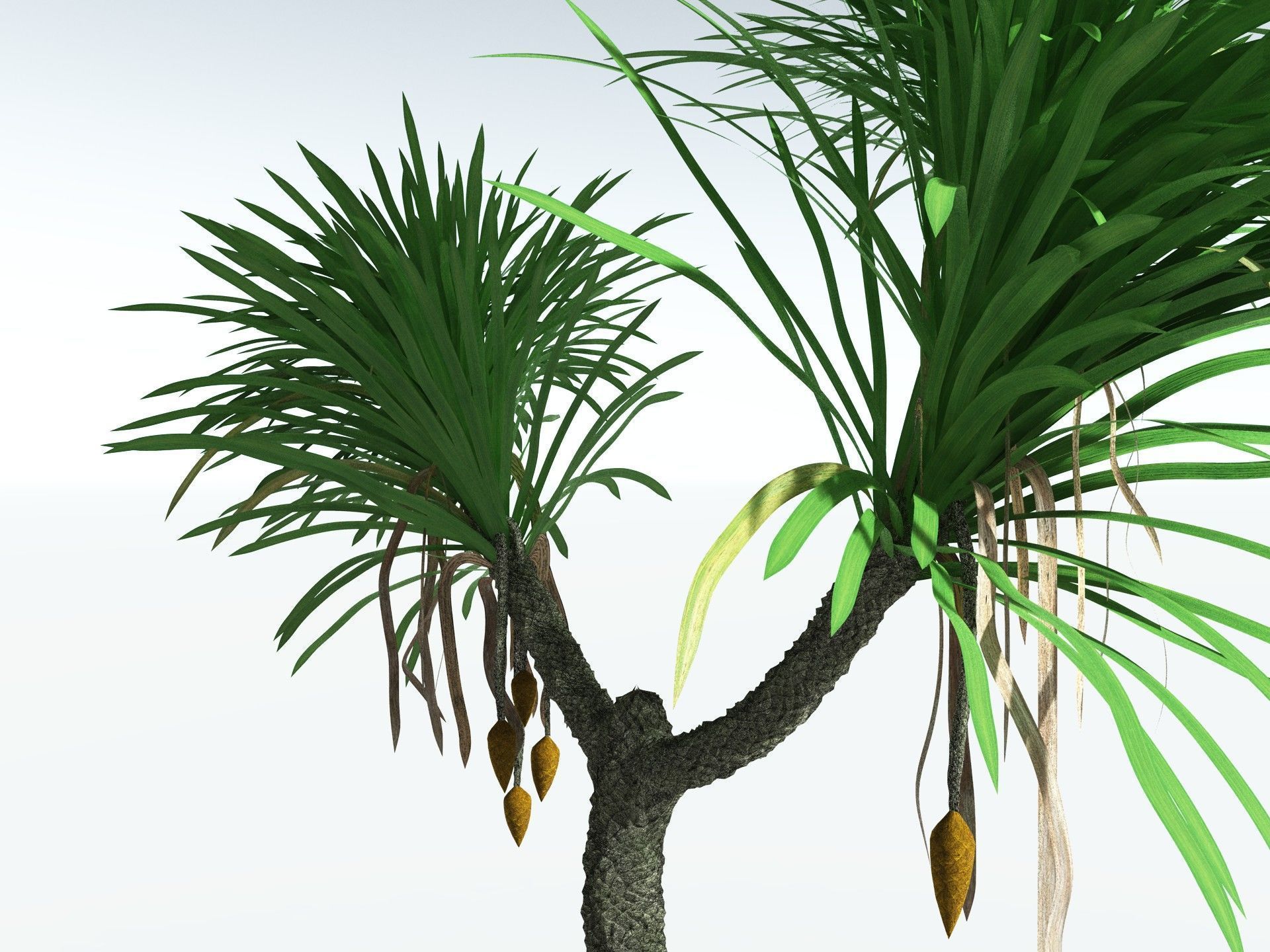 EVERYPlant Sigillaria Densifolia 3D model_3