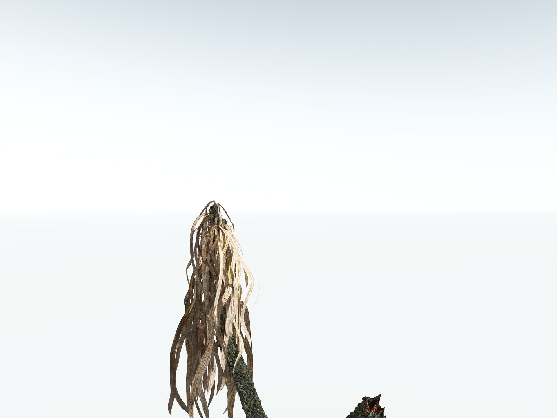 EVERYPlant Sigillaria Densifolia 3D model_19