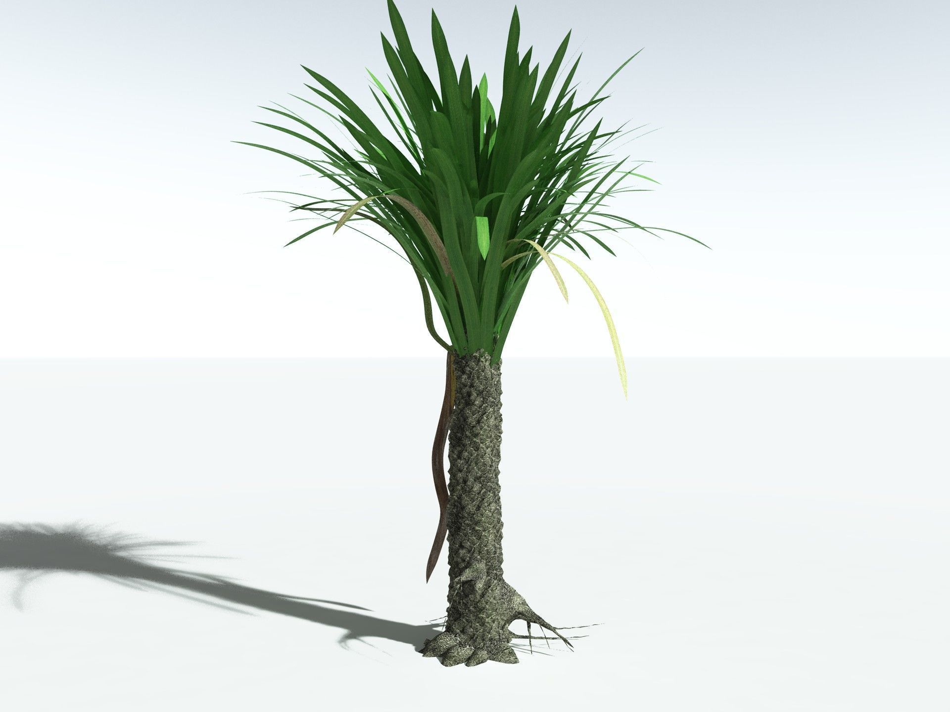 EVERYPlant Sigillaria Densifolia 3D model_25