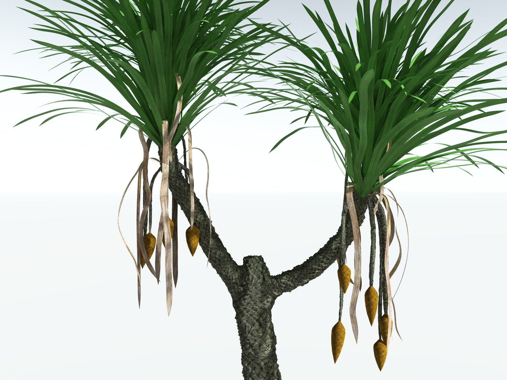 EVERYPlant Sigillaria Densifolia 3D model_11