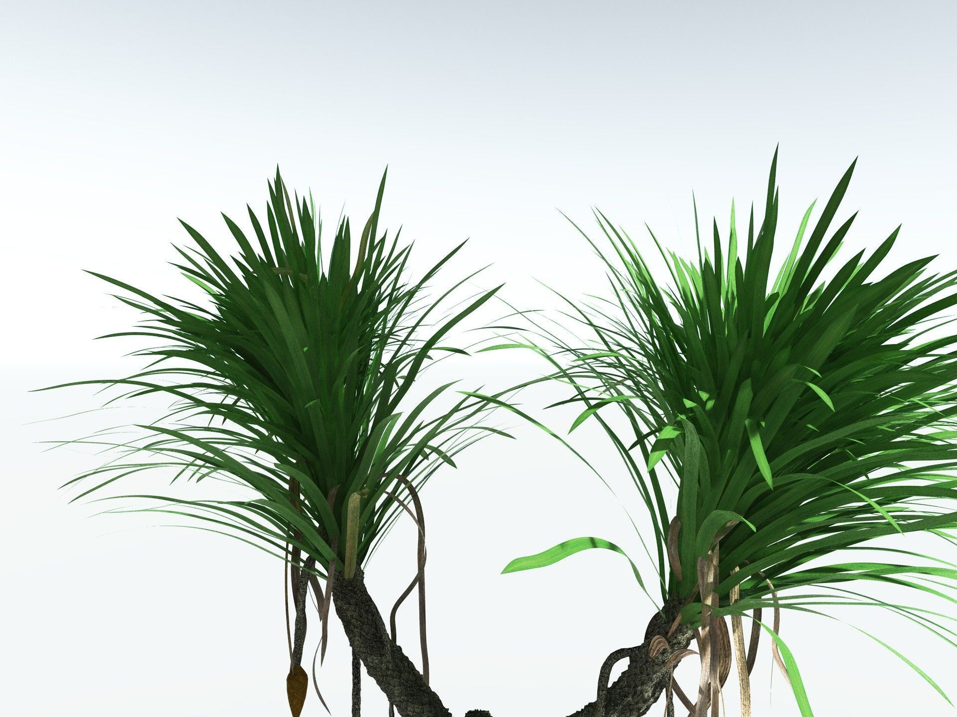 EVERYPlant Sigillaria Densifolia 3D model_5