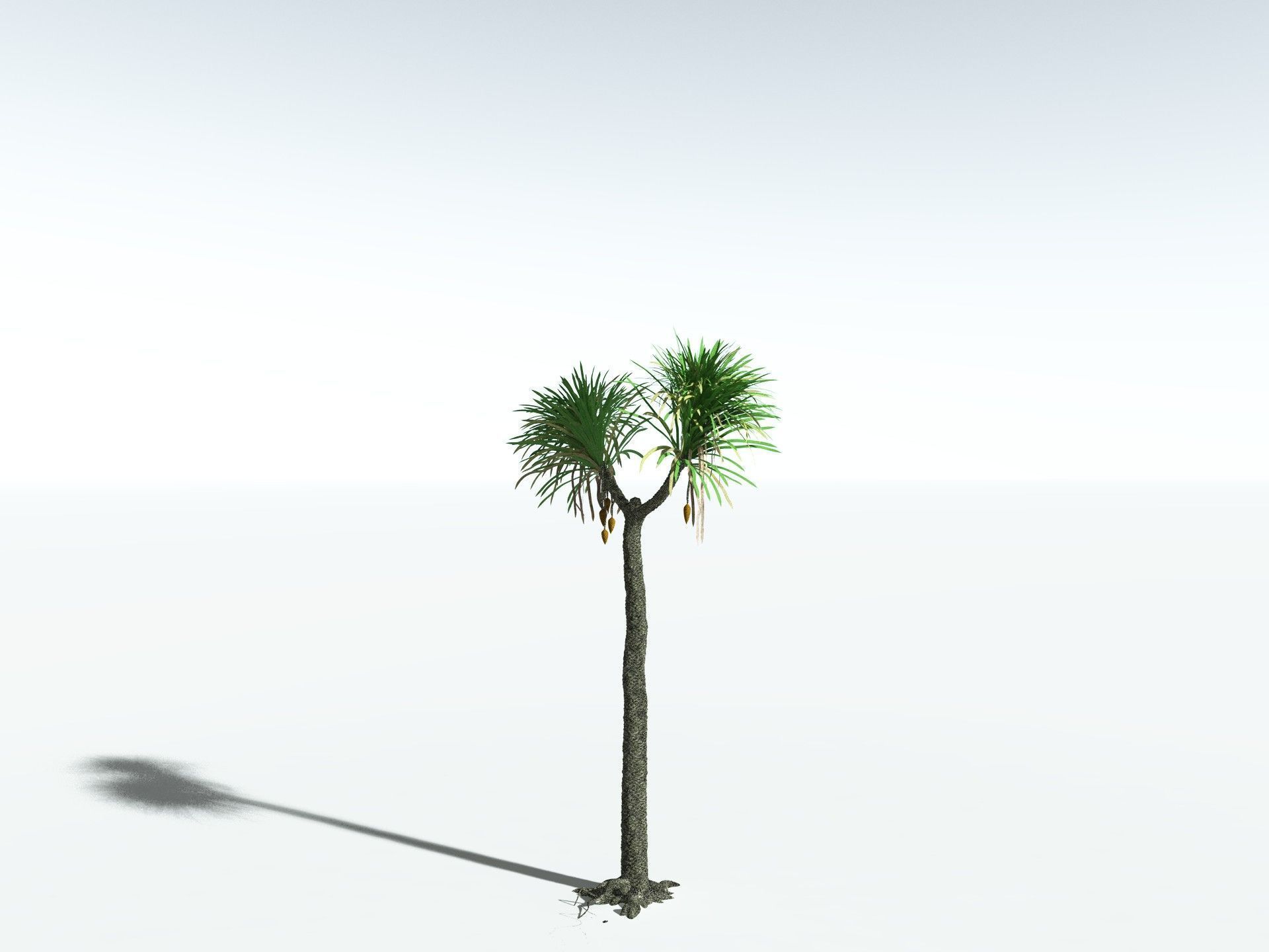 EVERYPlant Sigillaria Densifolia 3D model_12