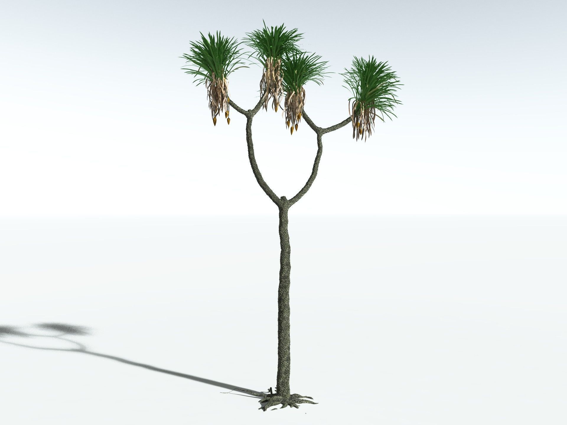 EVERYPlant Sigillaria Densifolia 3D model_20