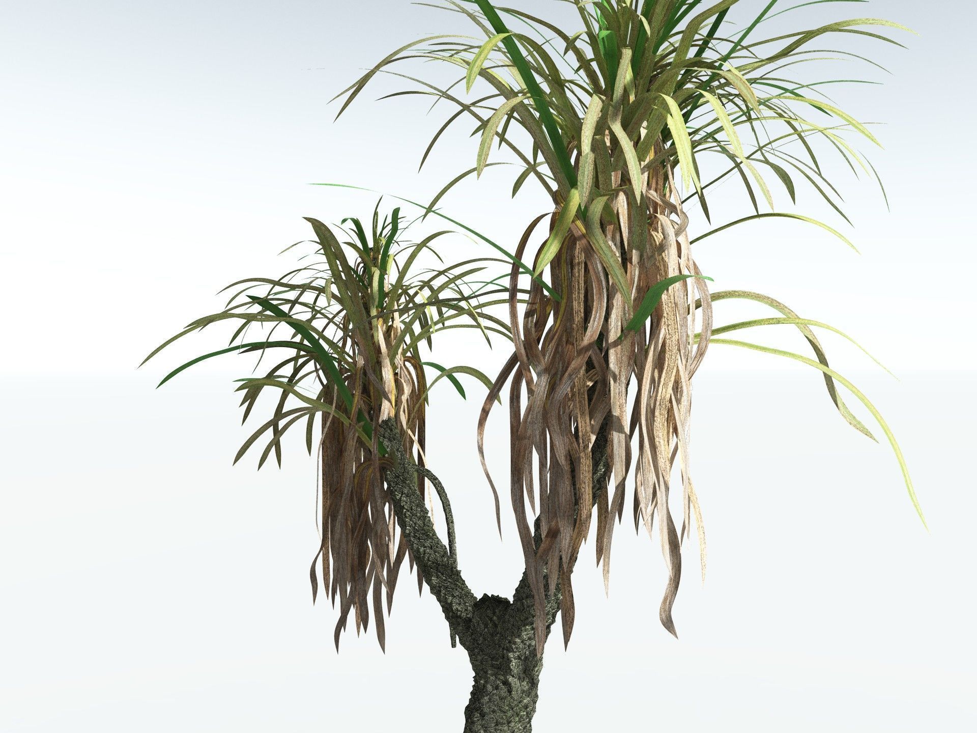 EVERYPlant Sigillaria Densifolia 3D model_17