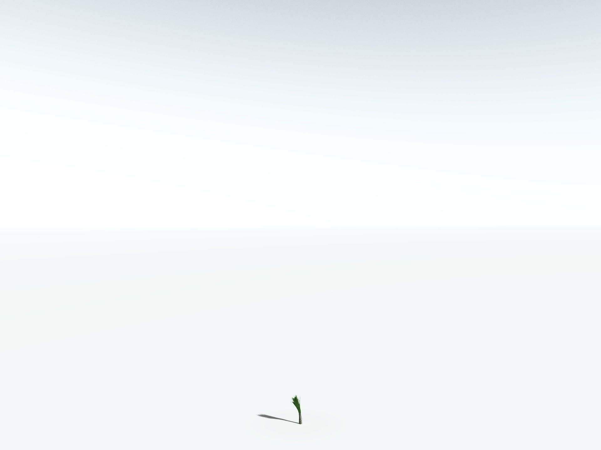 EVERYPlant Sigillaria Densifolia 3D model_26