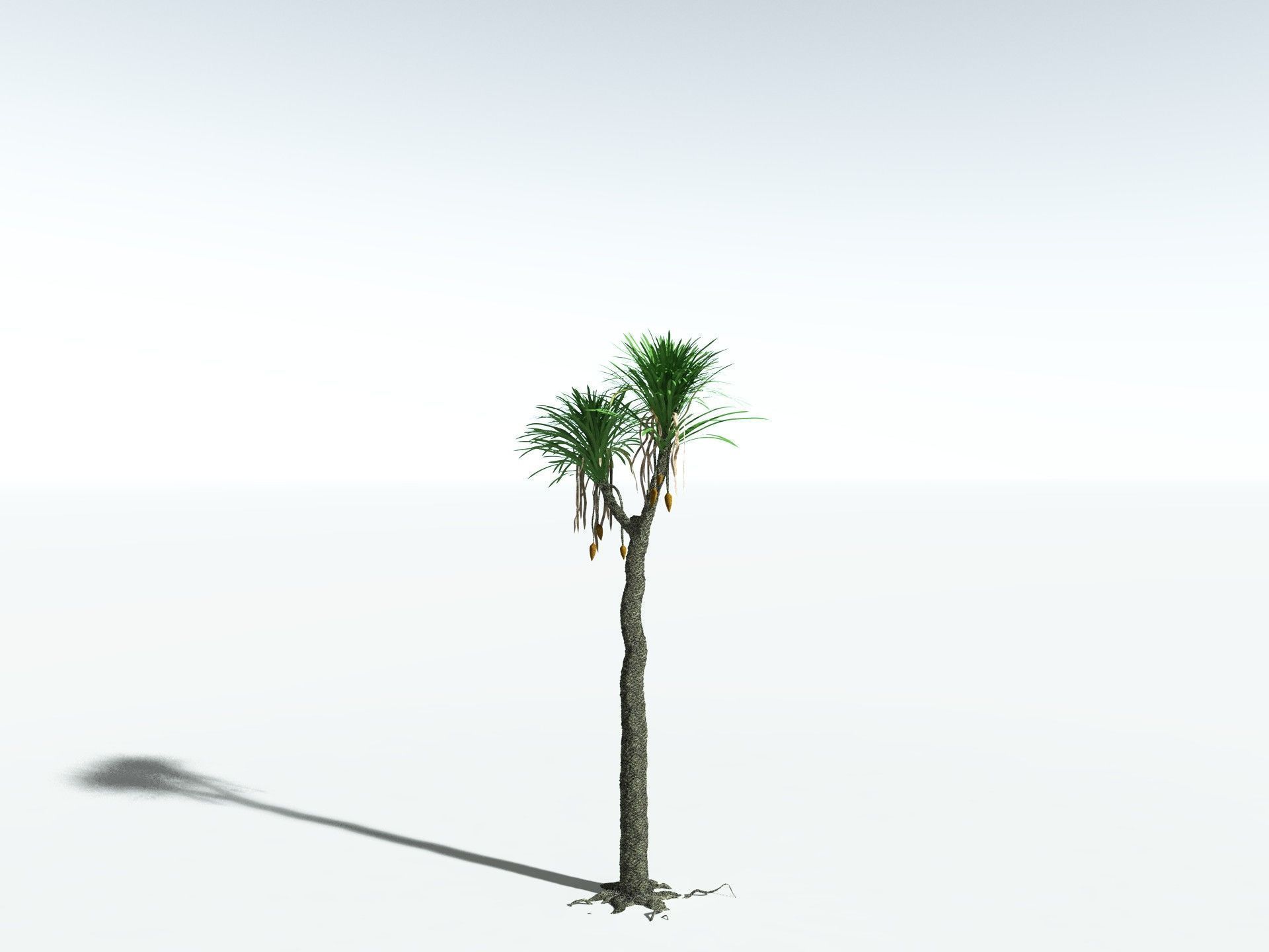 EVERYPlant Sigillaria Densifolia 3D model_6