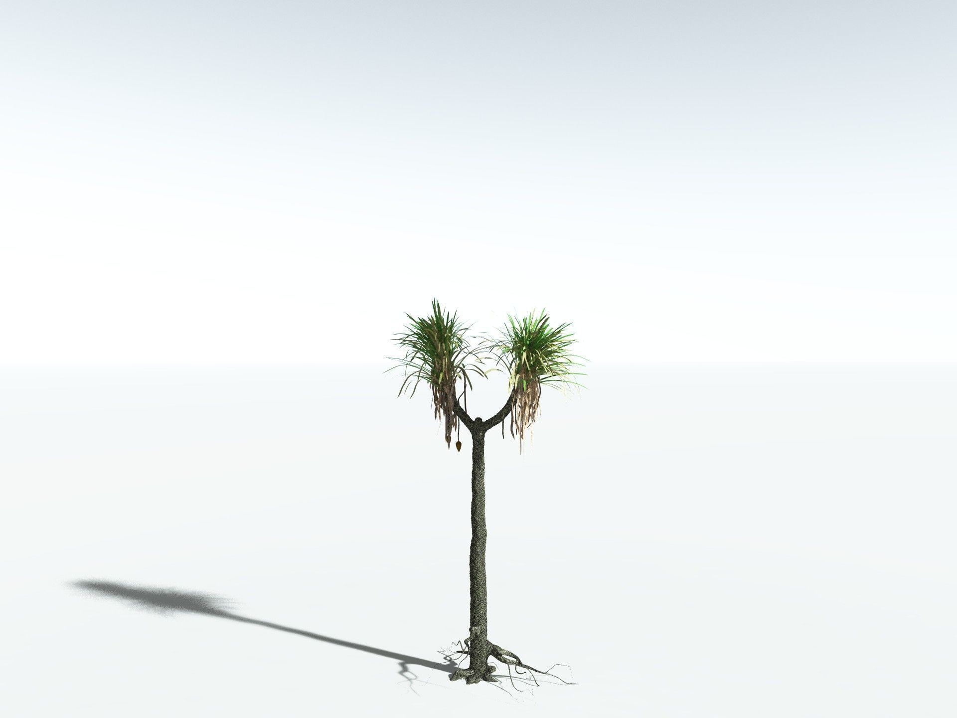EVERYPlant Sigillaria Densifolia 3D model_14