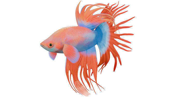 Red Betta Fish 3D model