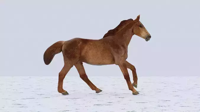 Horse