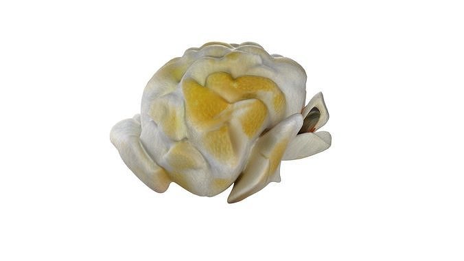 Popcorn collection  Low-poly 3D model 3