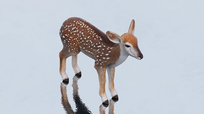 Young deer Low-poly 3D model