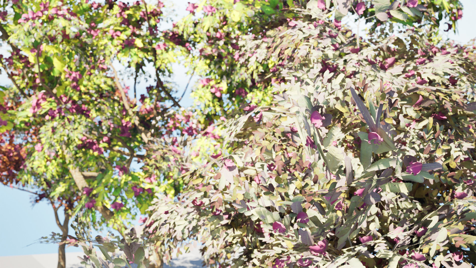 South African Combretum Kraussii Trees Pack Low-poly 3D model_5