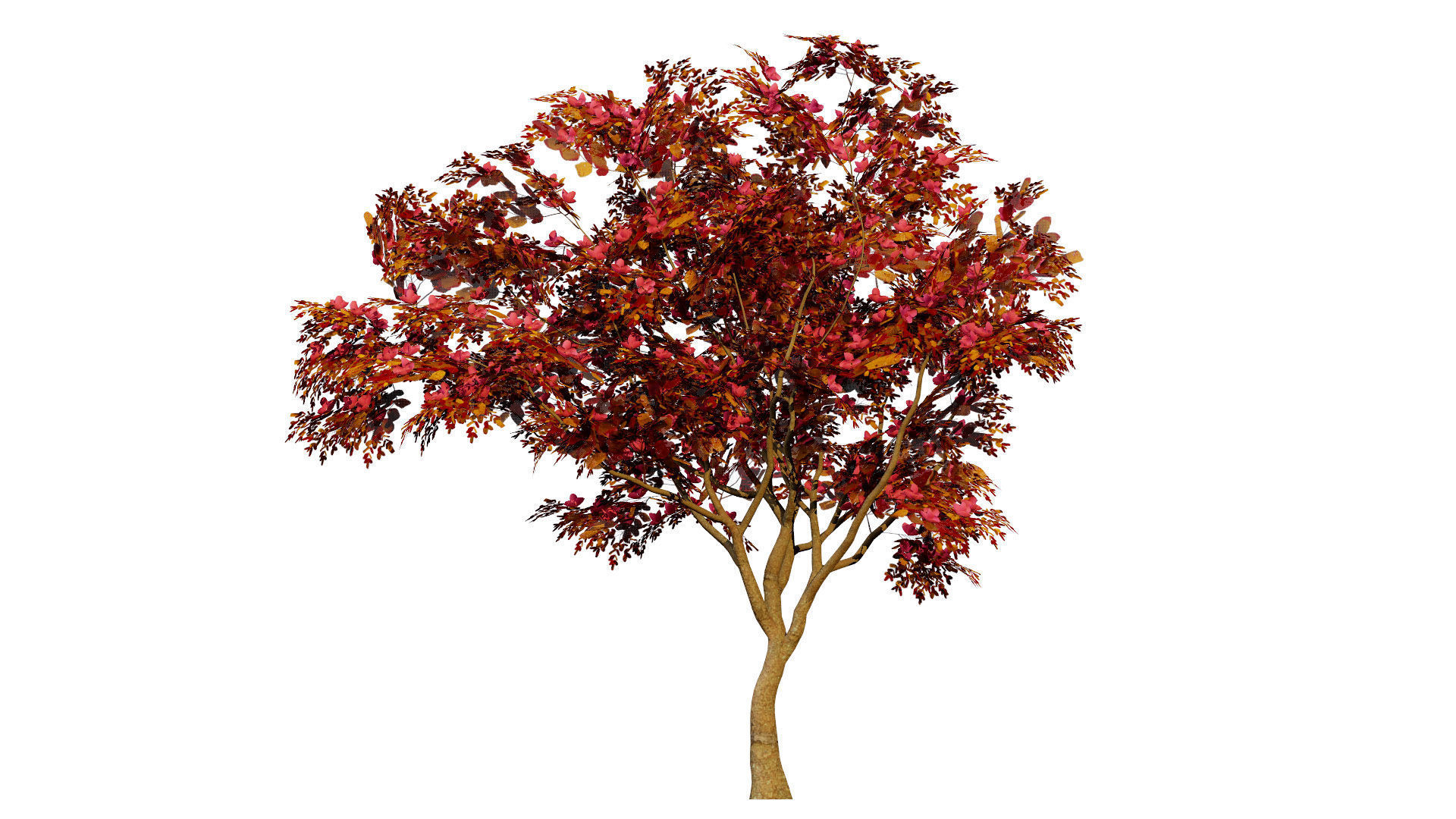 South African Combretum Kraussii Trees Pack Low-poly 3D model_6