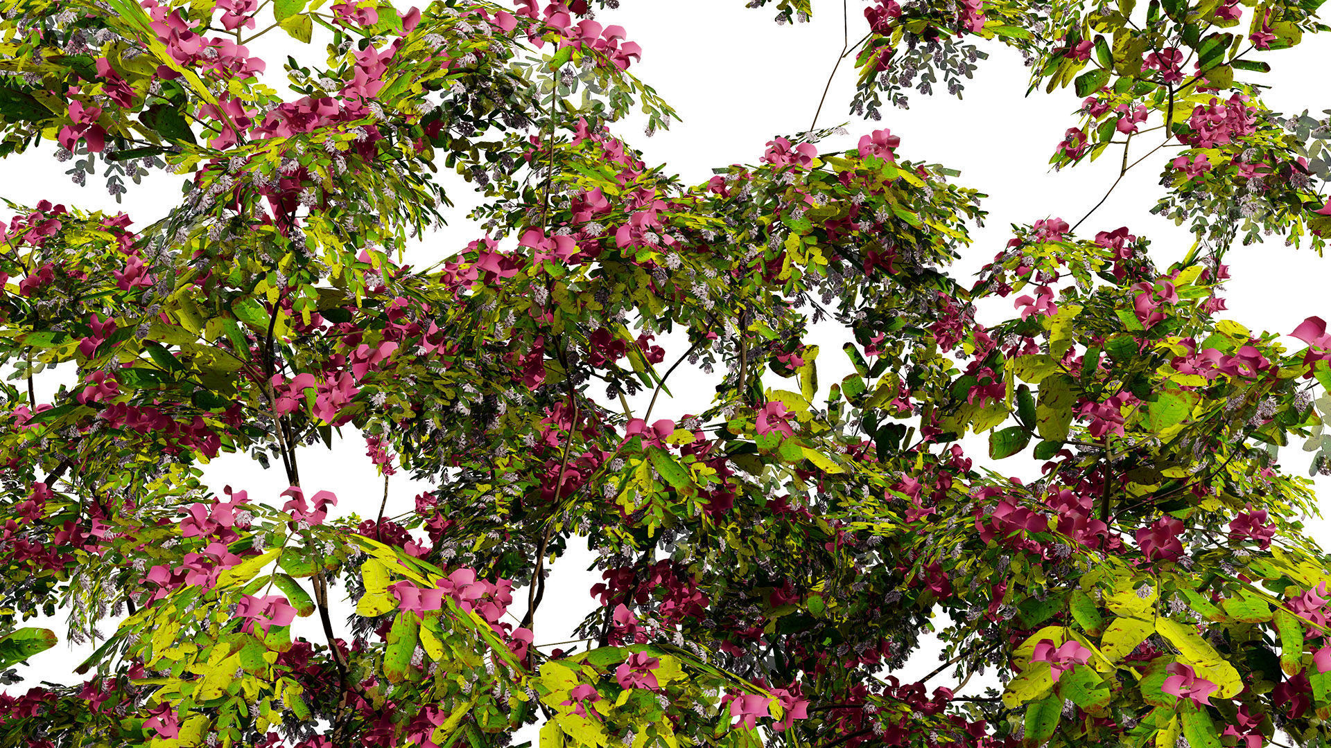 South African Combretum Kraussii Trees Pack Low-poly 3D model_9