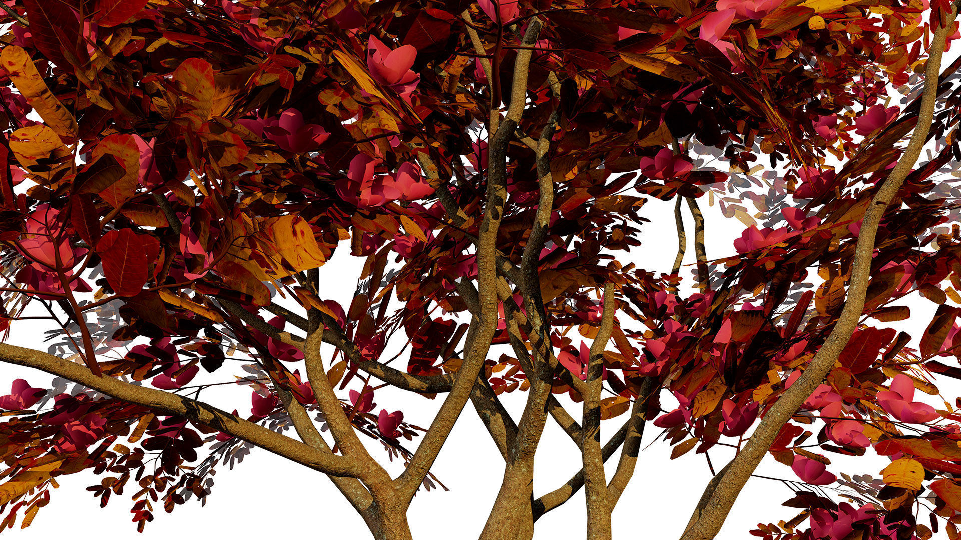 South African Combretum Kraussii Trees Pack Low-poly 3D model_7