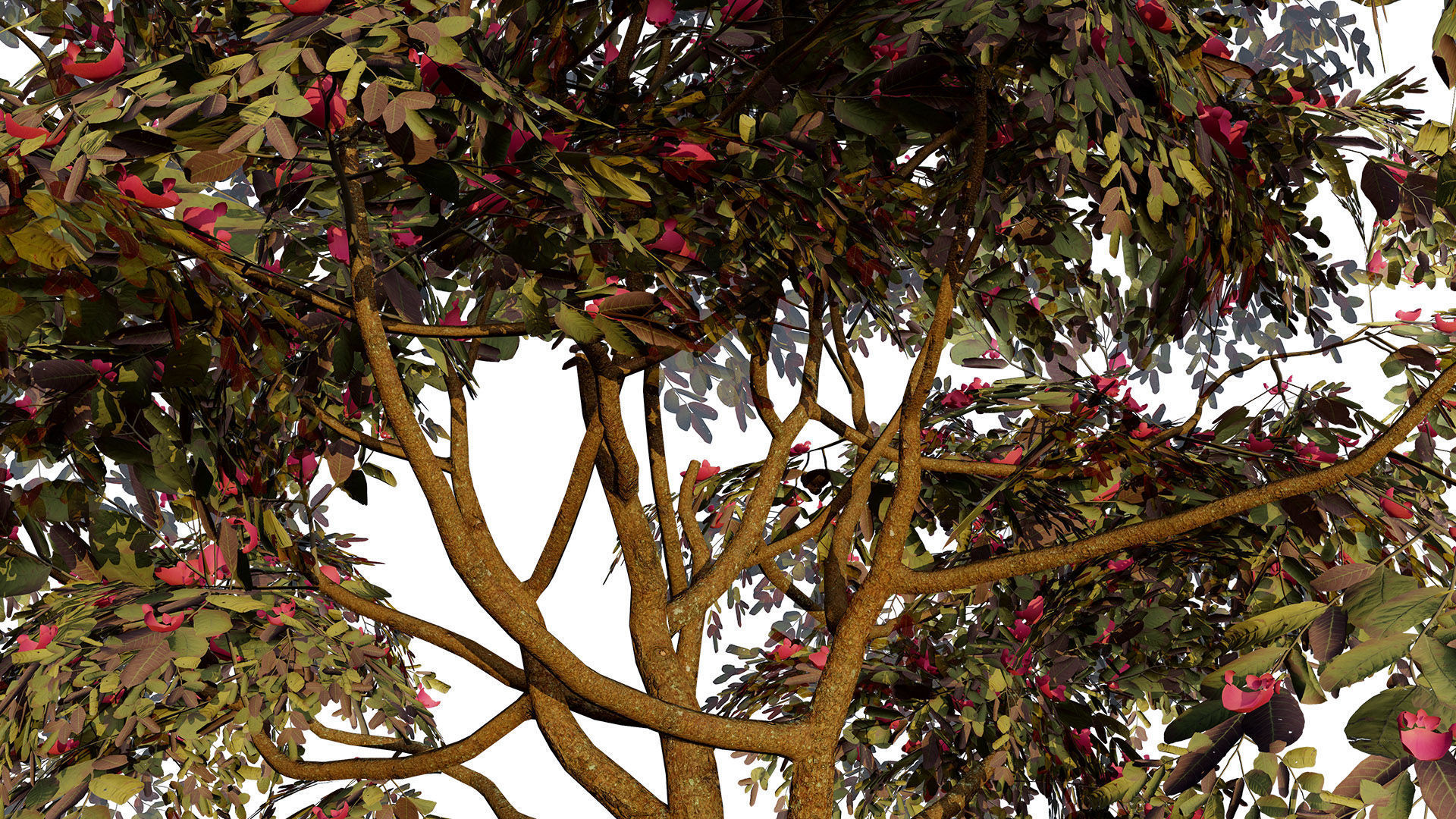 South African Combretum Kraussii Trees Pack Low-poly 3D model_3