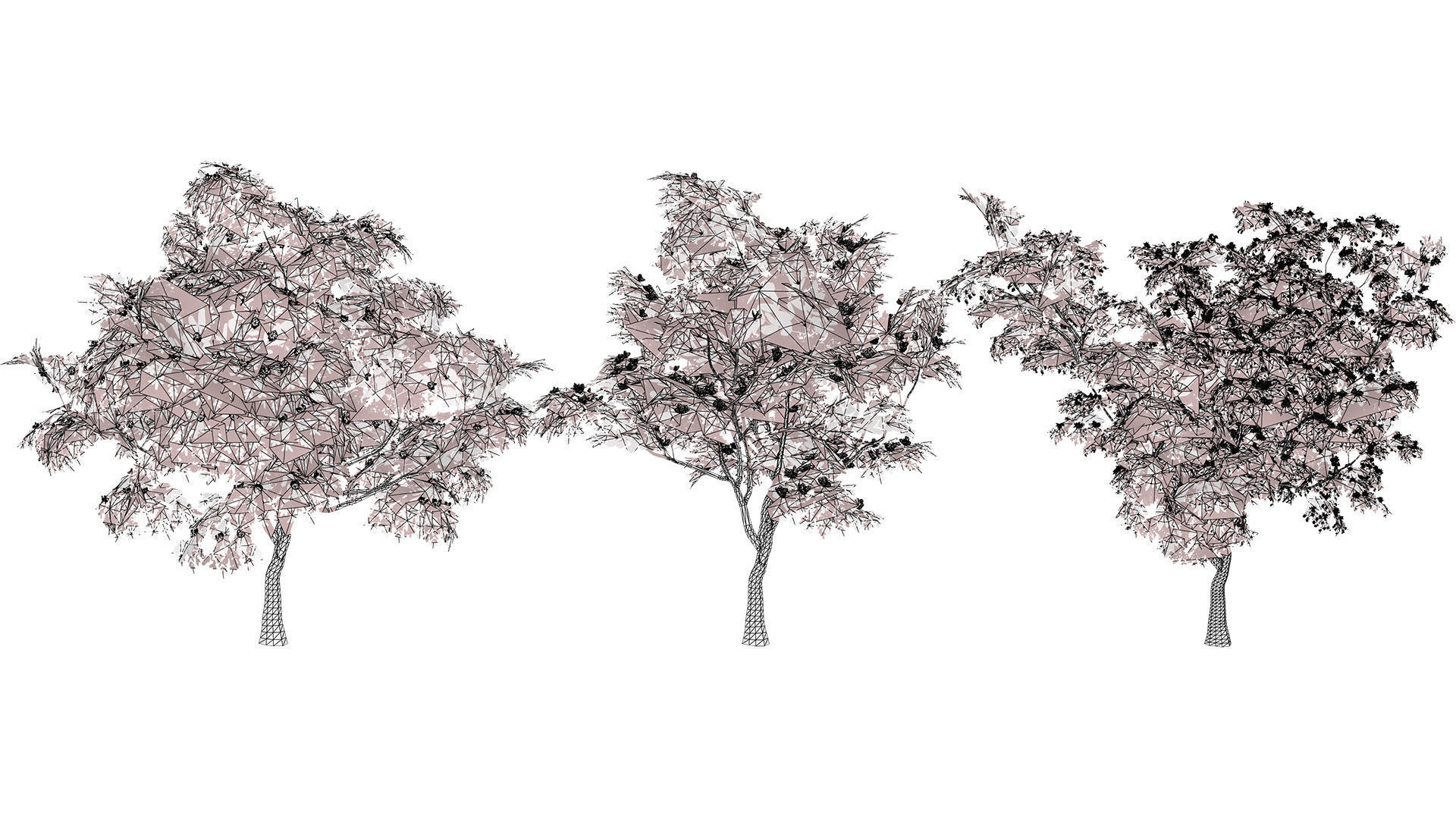 South African Combretum Kraussii Trees Pack Low-poly 3D model_10