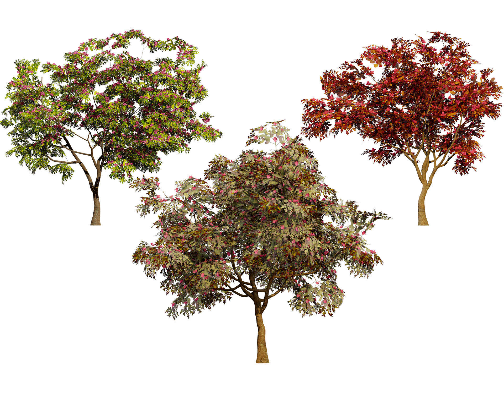 South African Combretum Kraussii Trees Pack Low-poly 3D model_2